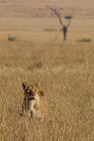 098 Tanzania, N-Serengeti, leeuw.jpg